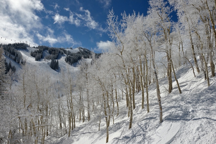Frosted aspen trees and a chairlift on a bluebird day at Aspen Mountain.